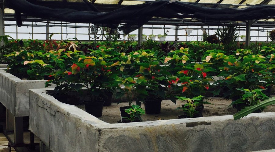 Rockefeller Park Greenhouse