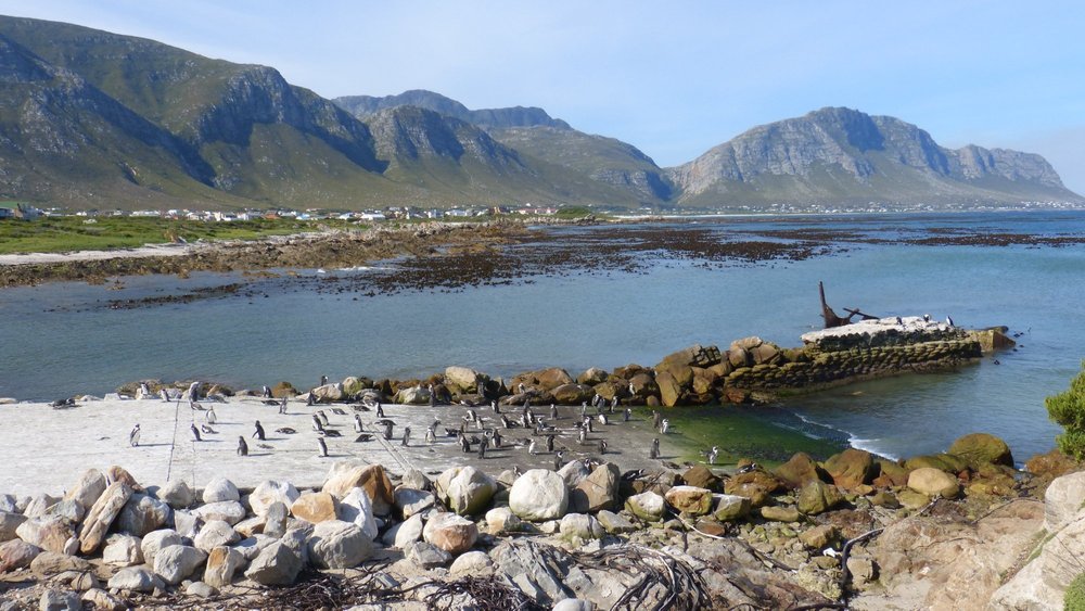 Betty's Bay 2020: Best of Betty's Bay, South Africa Tourism - Tripadvisor