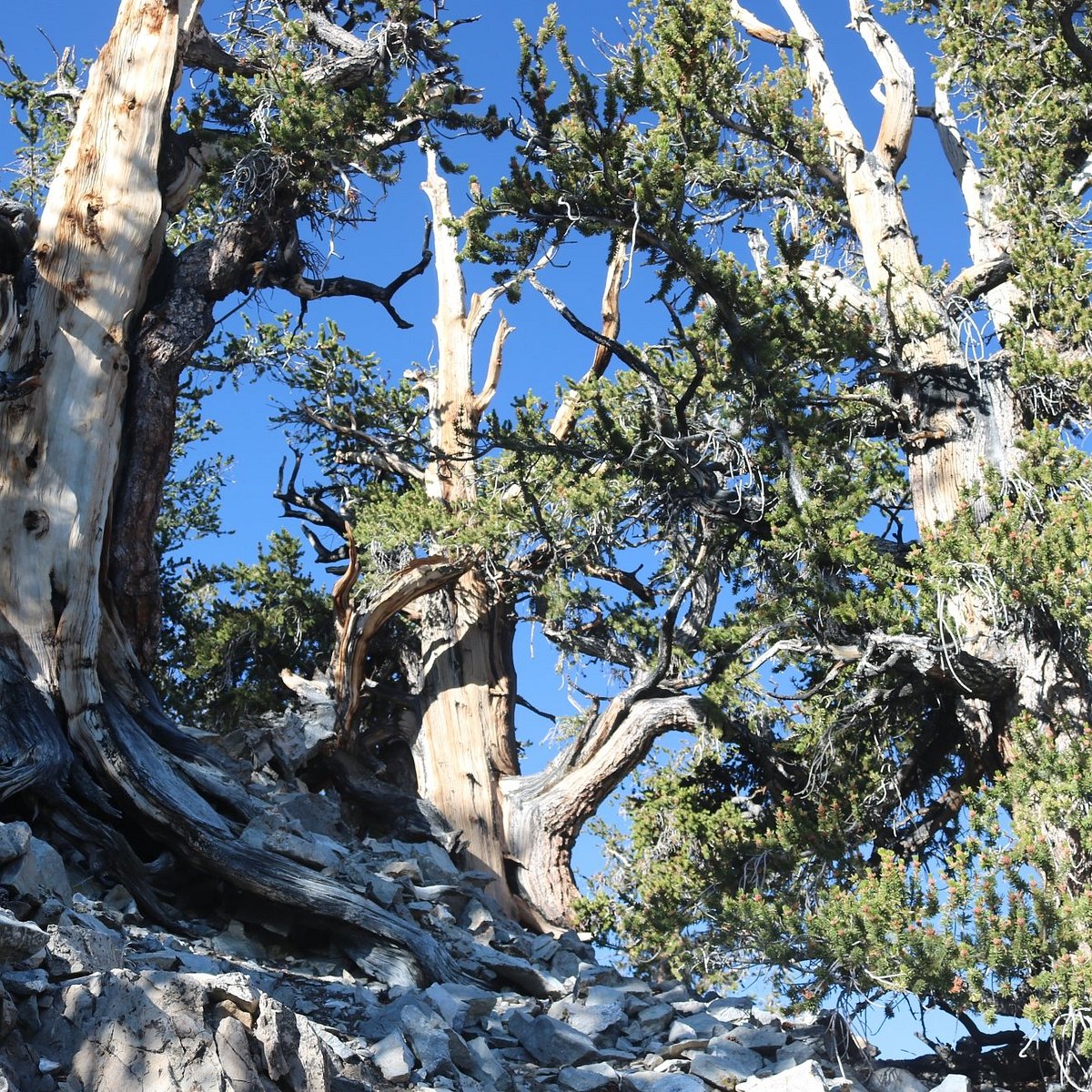 21年 Ancient Bristlecone Pine Forest 行く前に 見どころをチェック トリップアドバイザー