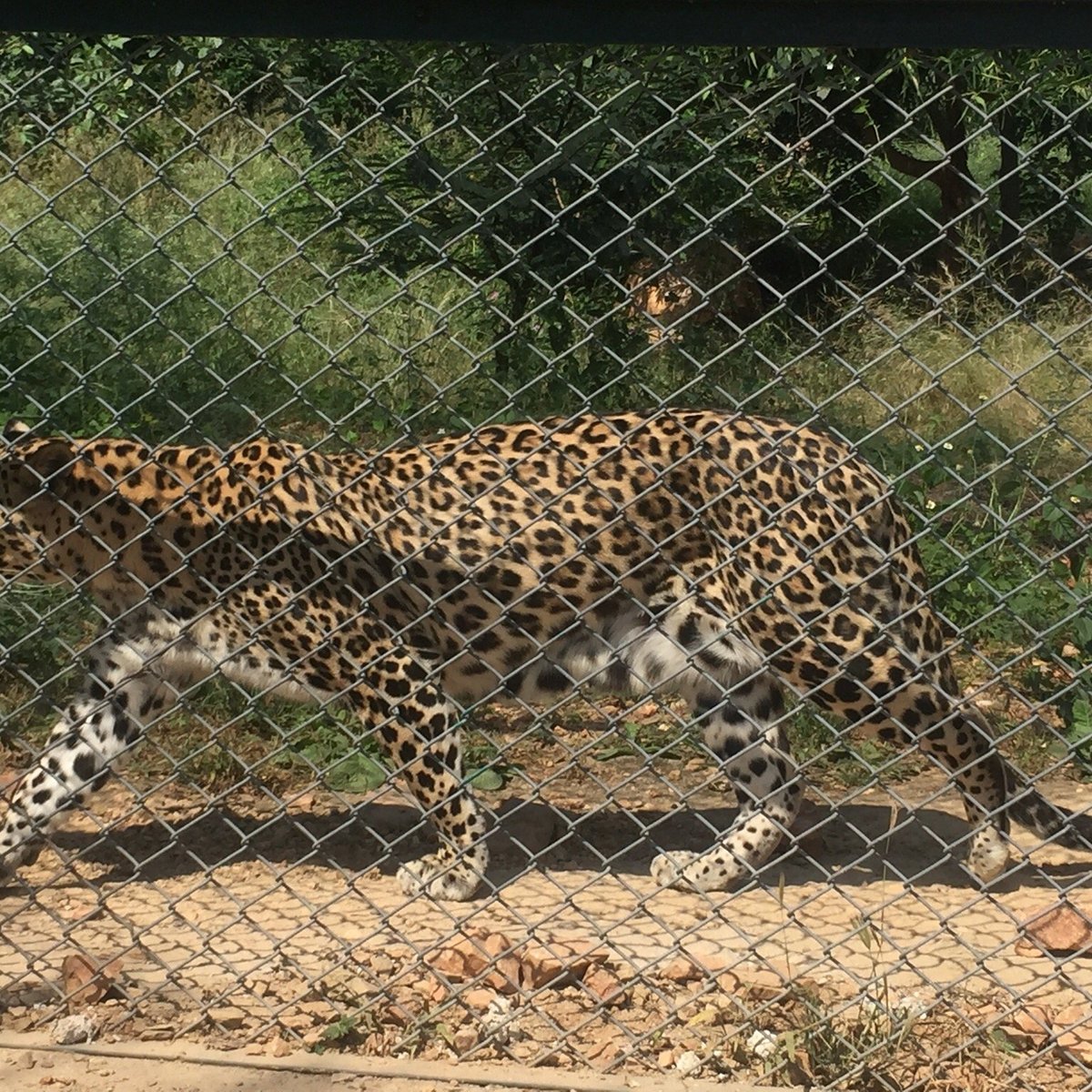 Sajjangarh Wildlife Sanctuary (Udaipur) - All You Need to Know BEFORE You Go