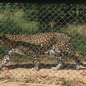 Animal Aid Unlimited (Udaipur) - All You Need to Know BEFORE You Go Animal Aid Unlimited (Udaipur) - All You Need to Know BEFORE You Go
