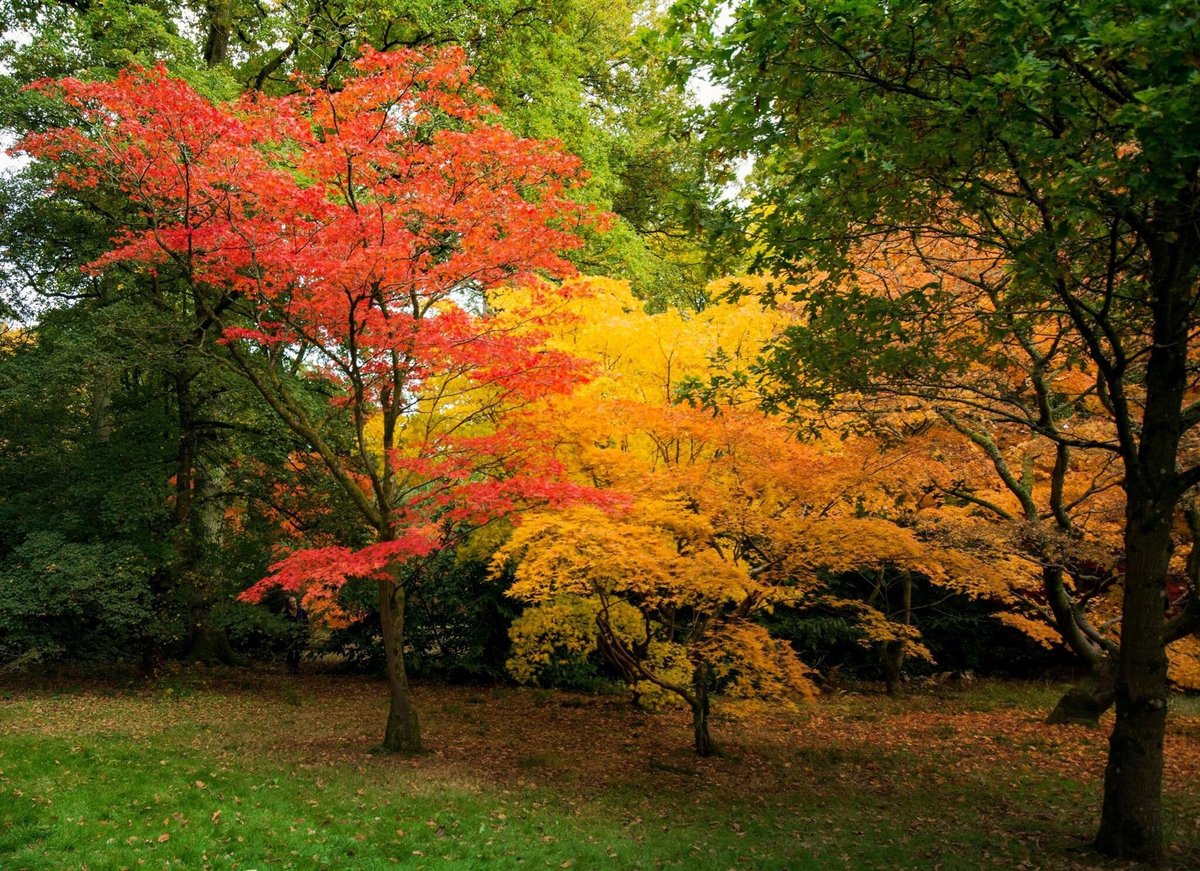 Westonbirt Arboretum - All You Need to Know BEFORE You Go (2024)