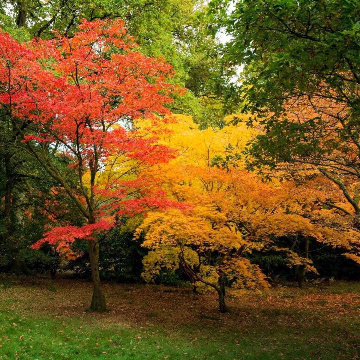 WESTONBIRT ARBORETUM (2024) All You Need to Know BEFORE You Go (with ...