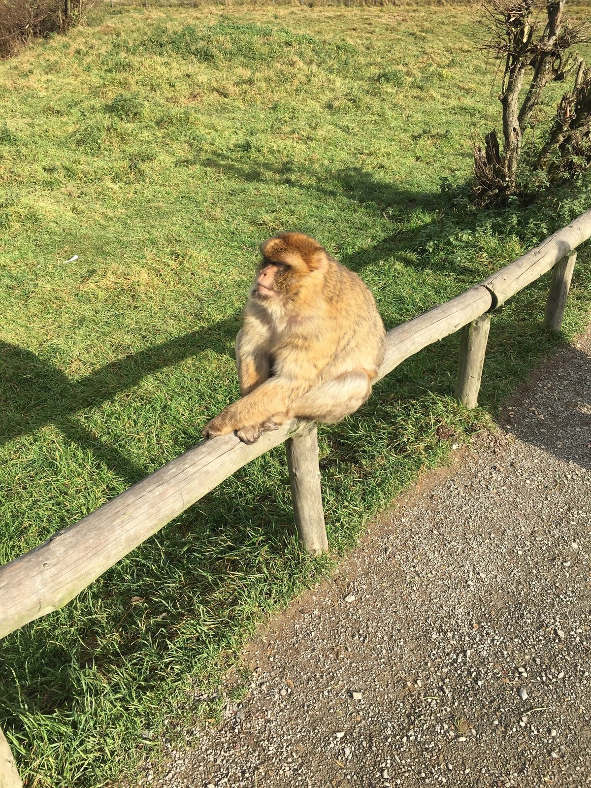 Affen- und Vogelpark Eckenhagen: лучшие советы перед посещением -  Tripadvisor