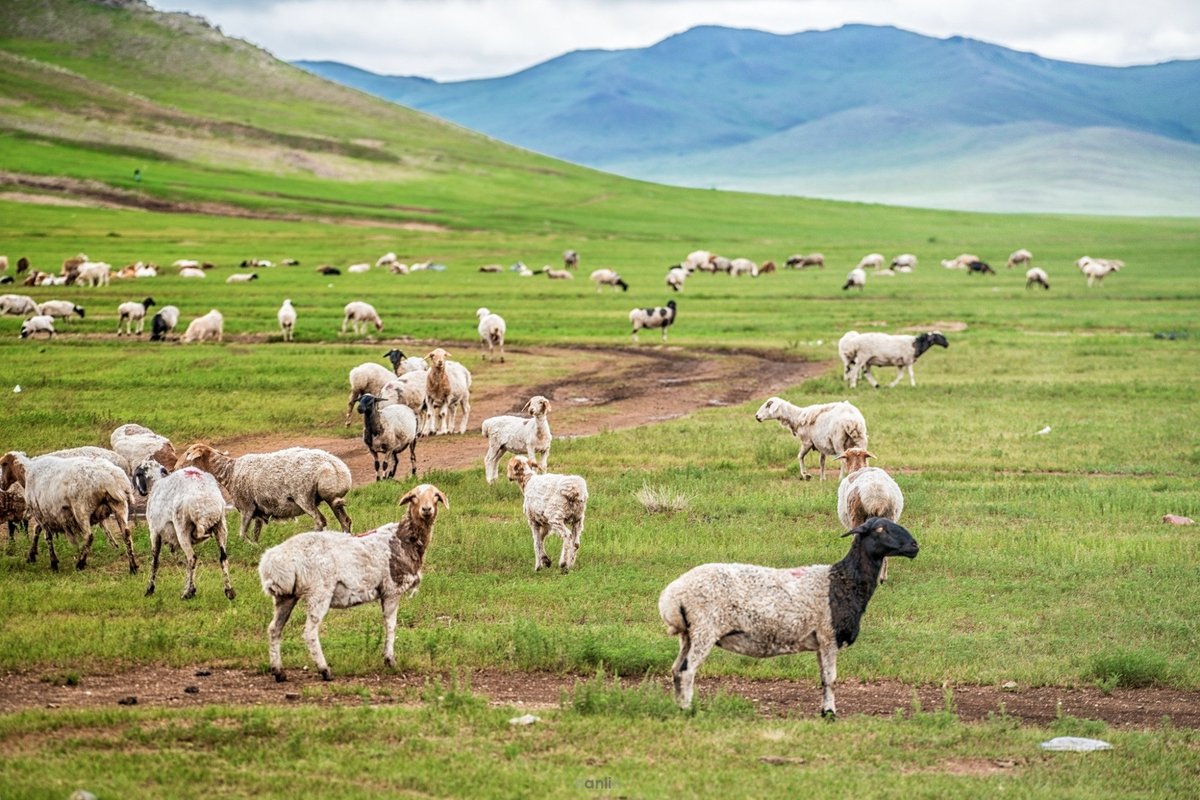 Hustai National Park, Улан-Батор: лучшие советы перед посещением -  Tripadvisor