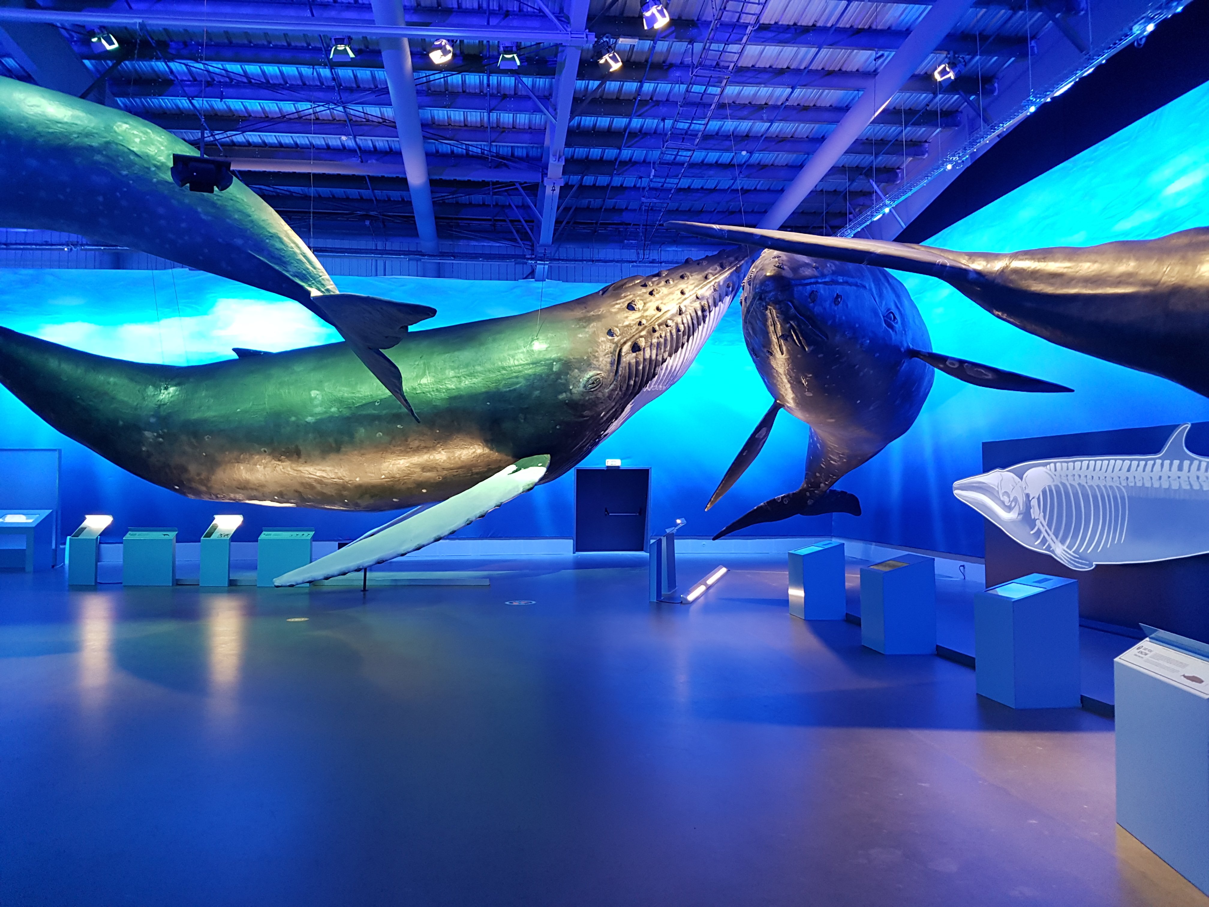 Whales Of Iceland Reykjavik All You Need To Know BEFORE You Go   20160513 134331 Largejpg 