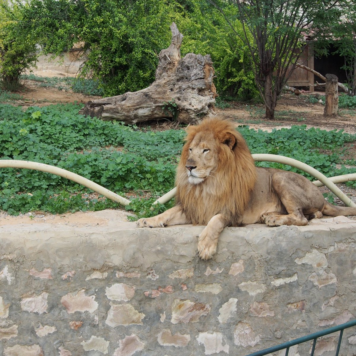 Zoological gardens