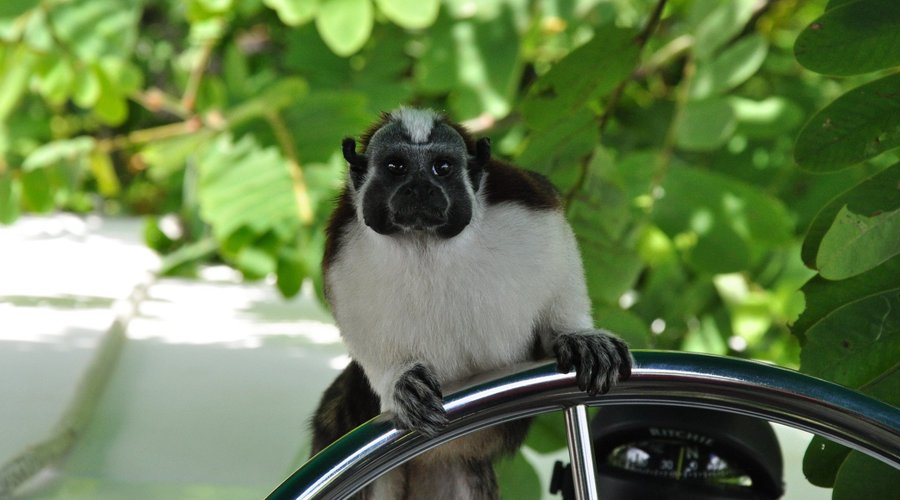 Monkey on the speed boat in the Panama canal