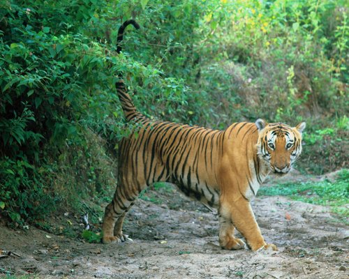THE 5 BEST Karnataka National Parks (with Photos) - Tripadvisor