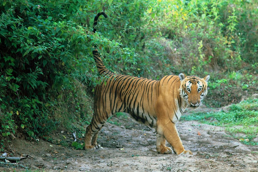 bandipur tiger safari tickets