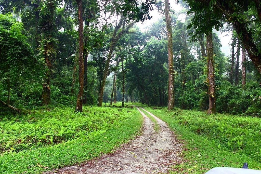 Gorumara National Park - All You Need to Know BEFORE You Go