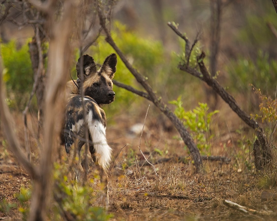 LEOPARD MOUNTAIN SAFARI LODGE (Manyoni Private Game Reserve) - отзывы, фото  и сравнение цен - Tripadvisor