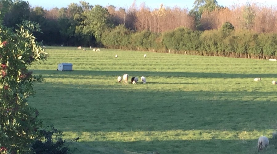 view from our room of the sheep in the field