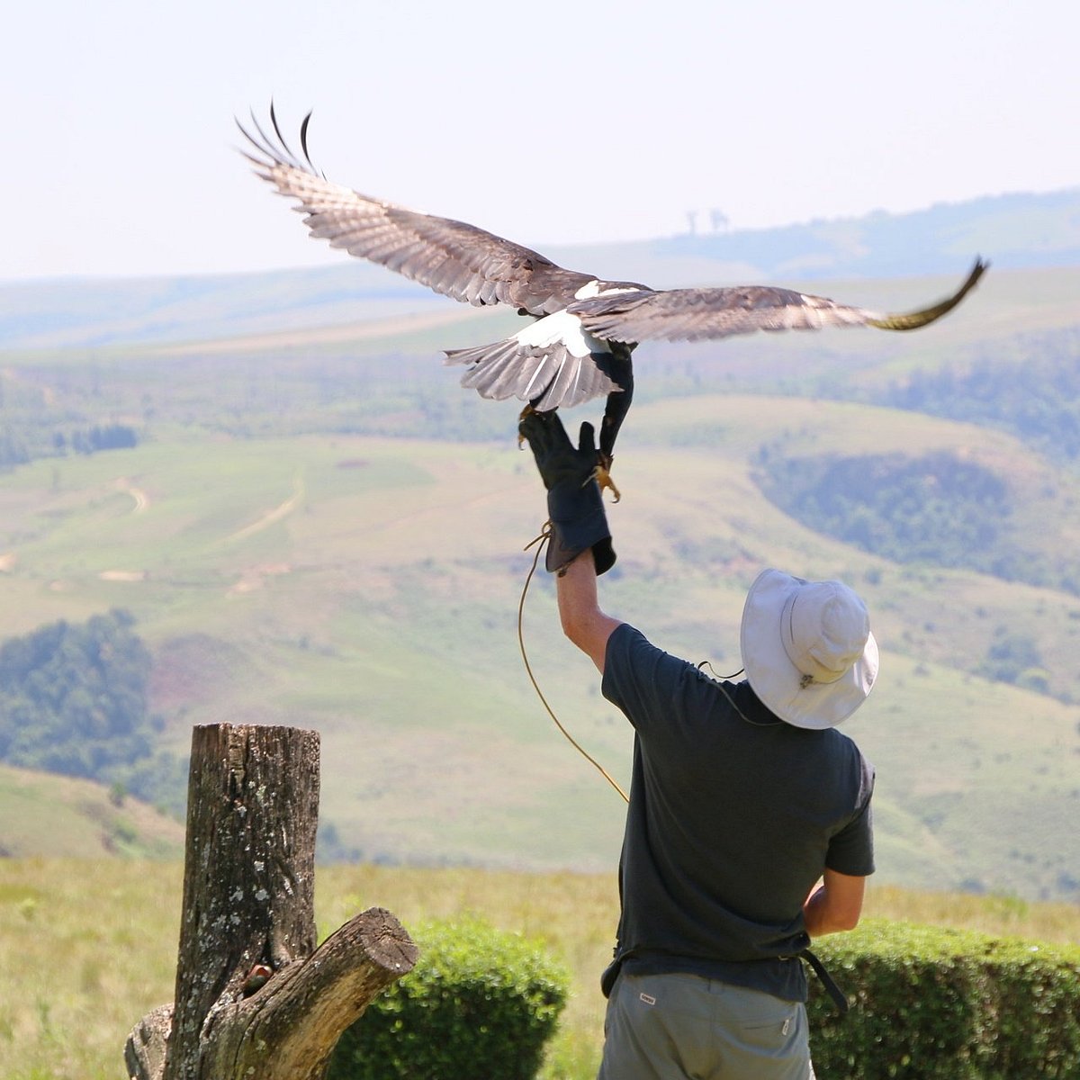 Be amazed at the Falcon Ridge Bird of Prey Centre