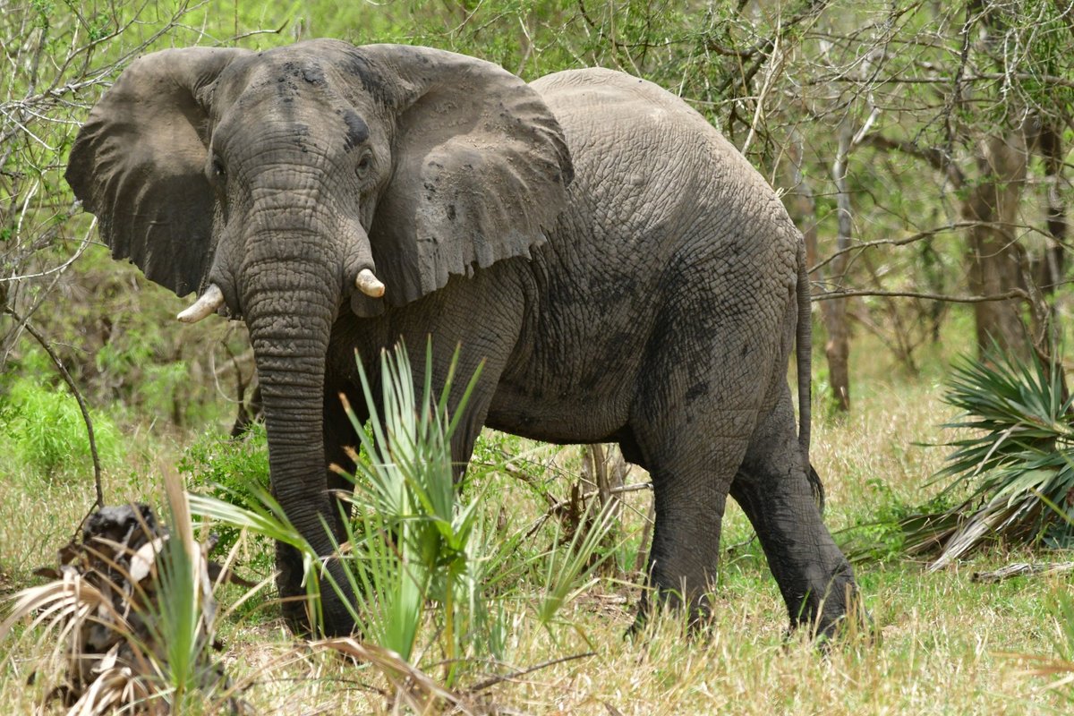 Parque Nacional Da Gorongosa, Национальный парк Горонгоза: лучшие советы  перед посещением - Tripadvisor