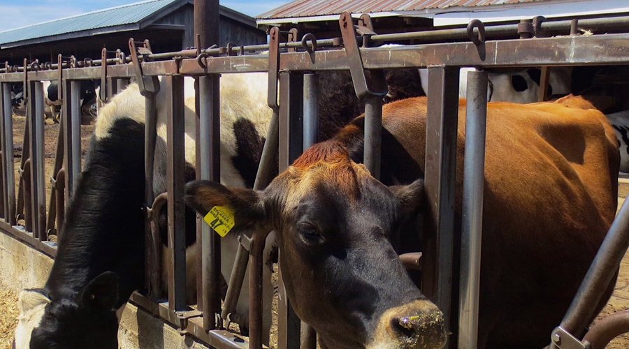 Visit the cows, they are very friendly