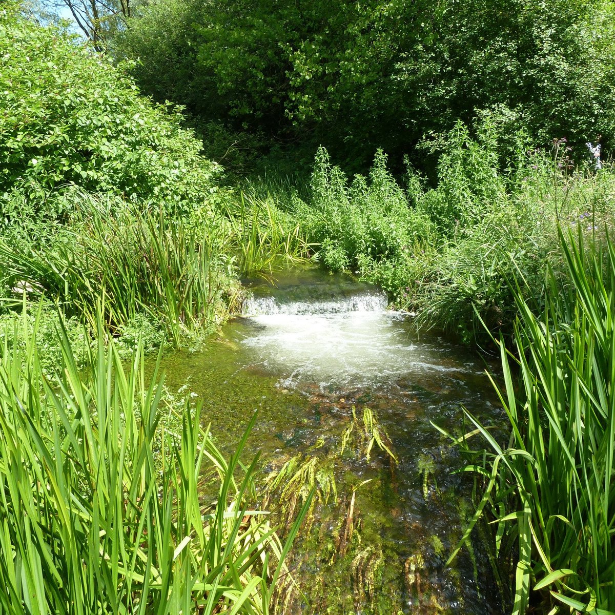 gooderstone-water-gardens-nature-trails-king-s-lynn-atualizado