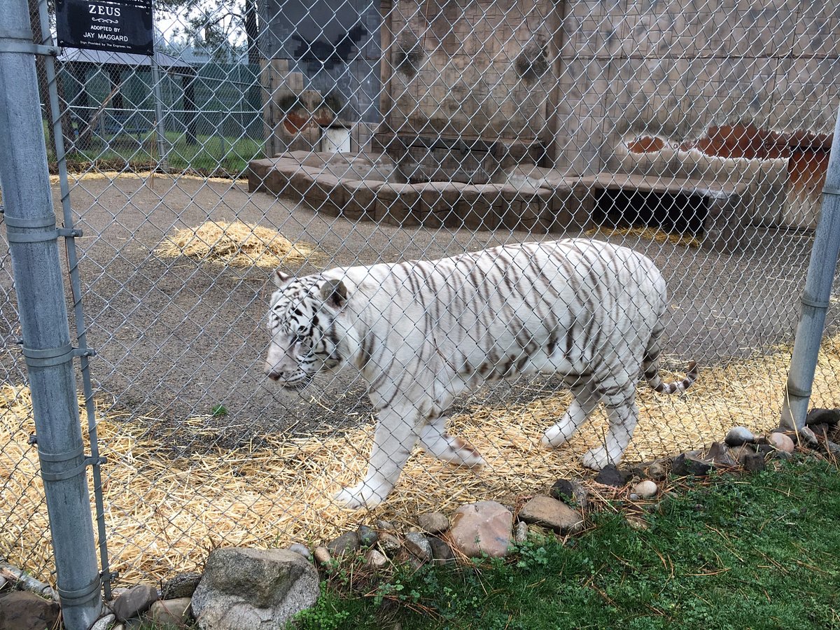 Bengal Tigers - Cat Tales Wildlife Center