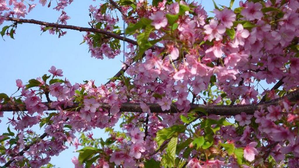 Blossom trees перевод