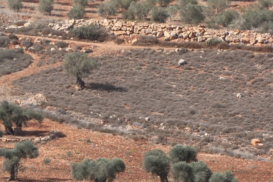 Tel Yodfat image