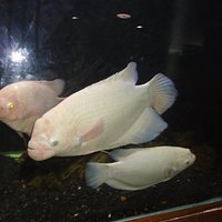 Jagdishchandra Bose Aquarium