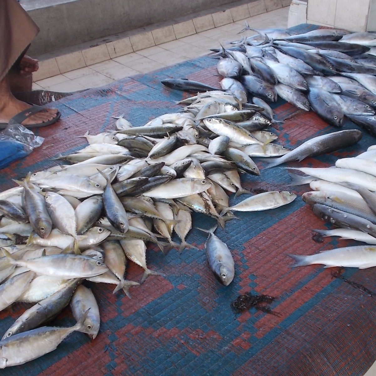 Mutrah Fish Market - All You Need to Know BEFORE You Go (2024)