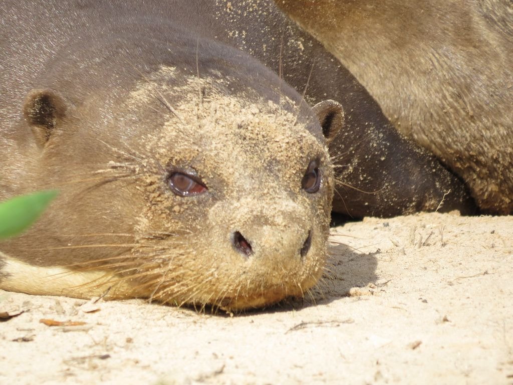 Wildlife Pantanal Tours, Куяба: лучшие советы перед посещением - Tripadvisor