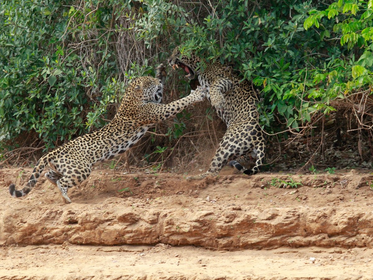 Wildlife Pantanal Tours, Куяба: лучшие советы перед посещением - Tripadvisor