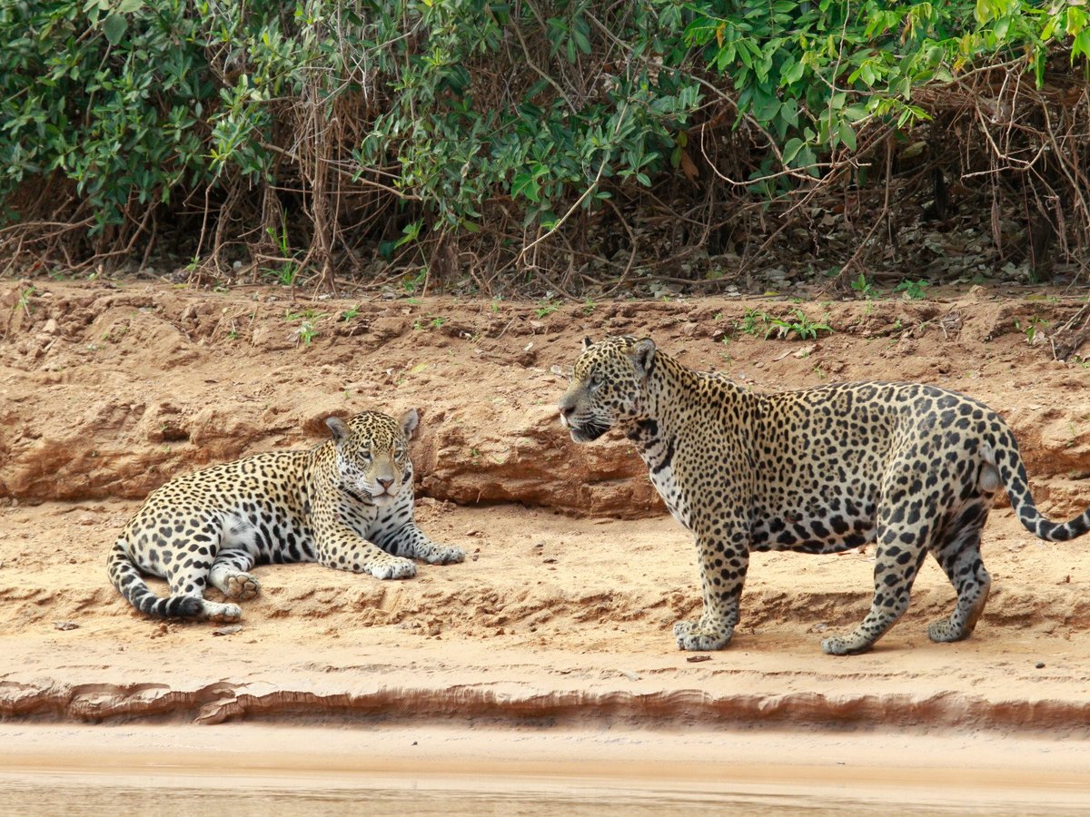 Wildlife Pantanal Tours, Куяба: лучшие советы перед посещением - Tripadvisor