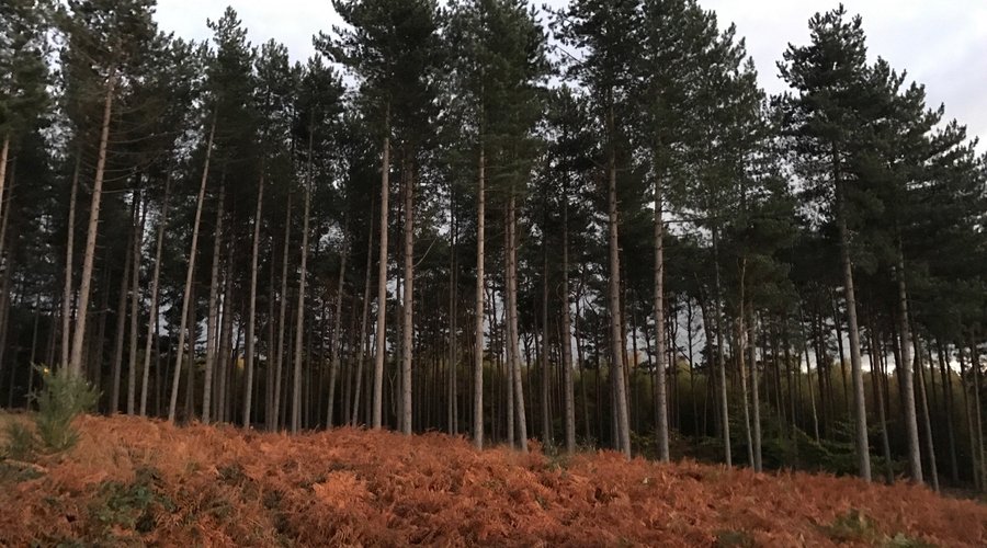 Black Pond and the surrounding  Esher Common