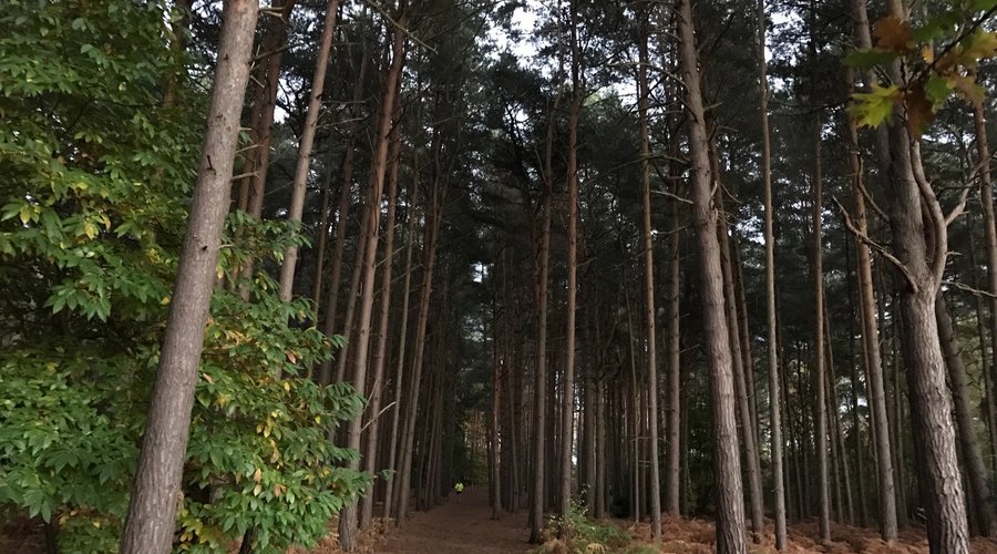 Black Pond and the surrounding  Esher Common