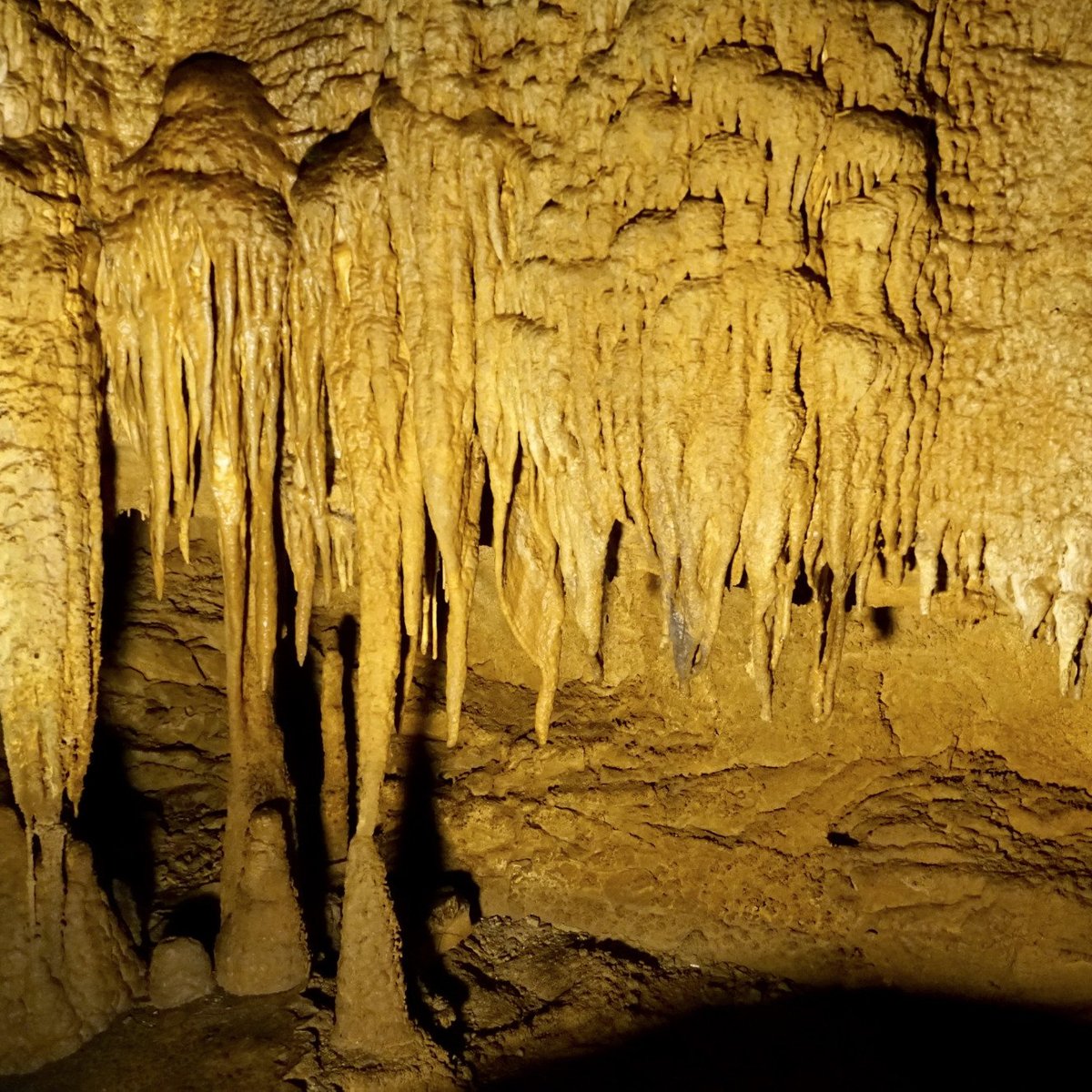 are dogs allowed in mammoth cave national park