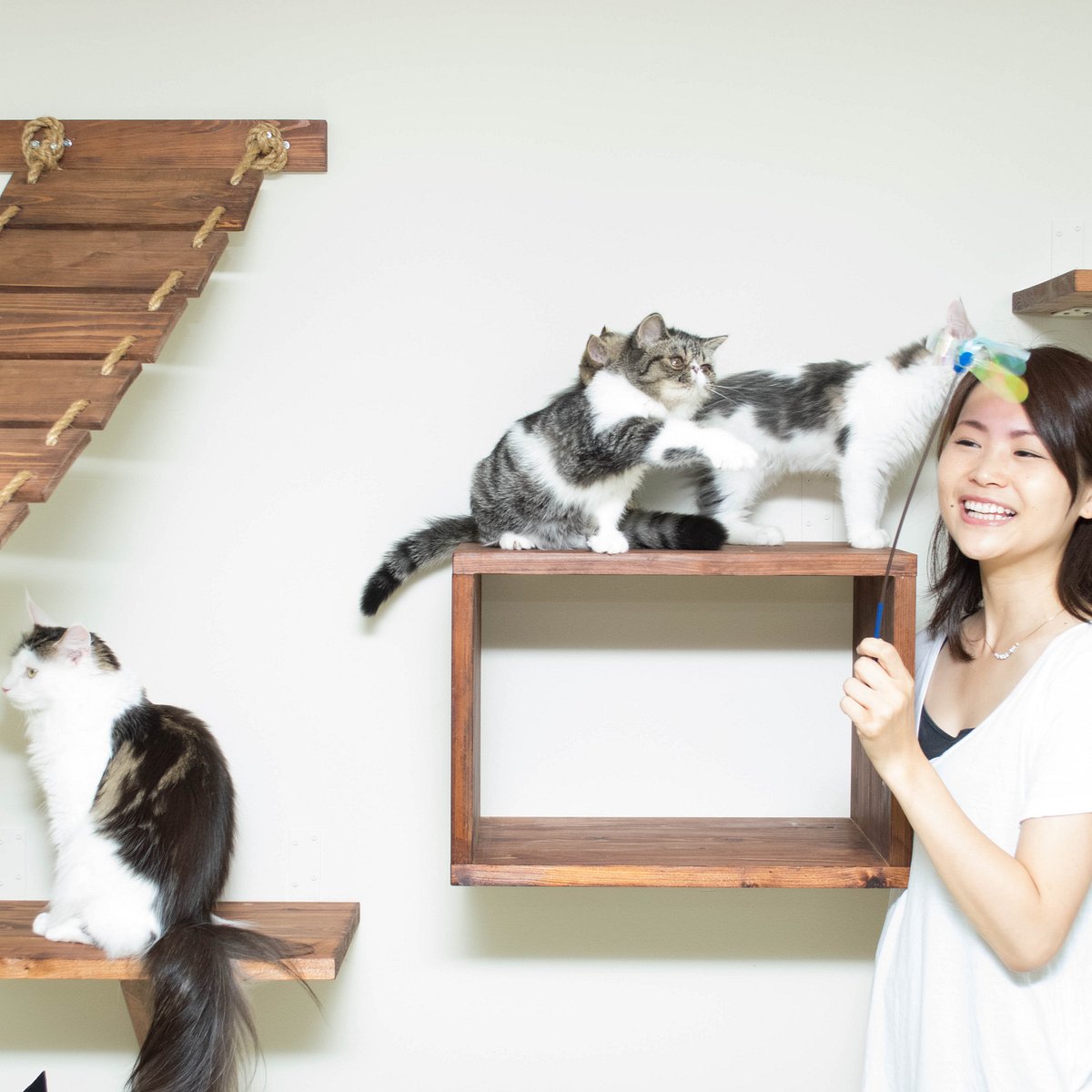 The Five Best Cat Cafes in Osaka, Japan — The Neighbor's Cat