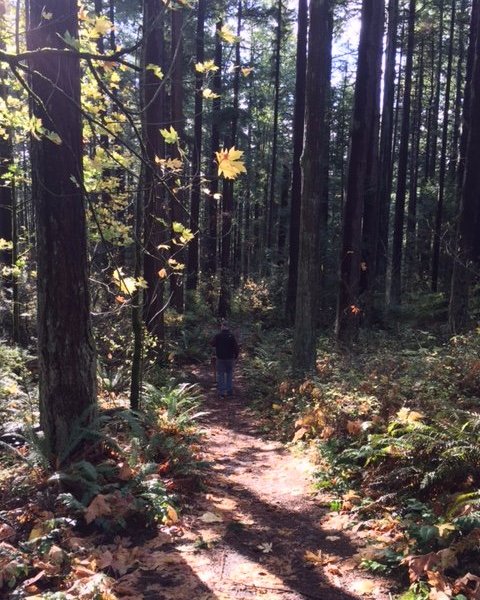 Sehome Hill Arboretum image