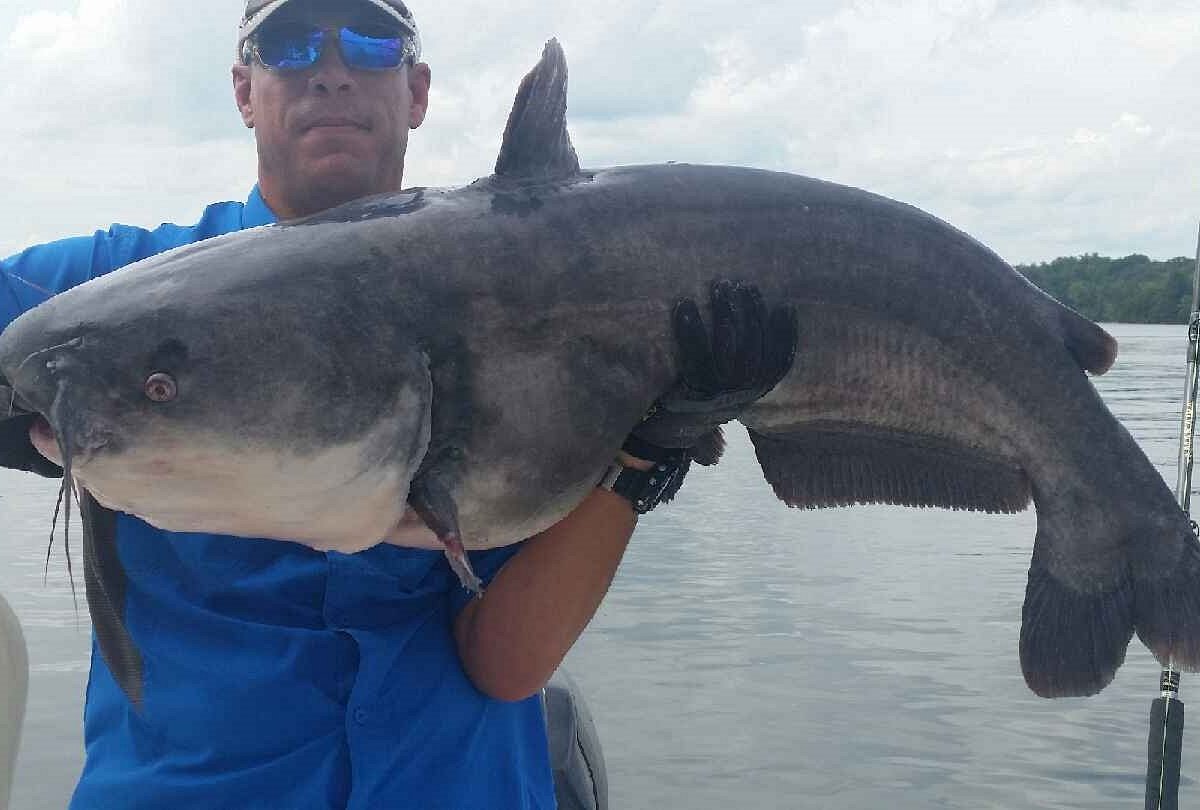 Big catfish on the Tennessee River with Backwoods Catfishing Guide Service   Standby for a hog on the line! Big Cat Fever Rod Series Monster Rod  Holders Slime Line Fishing Line Spread