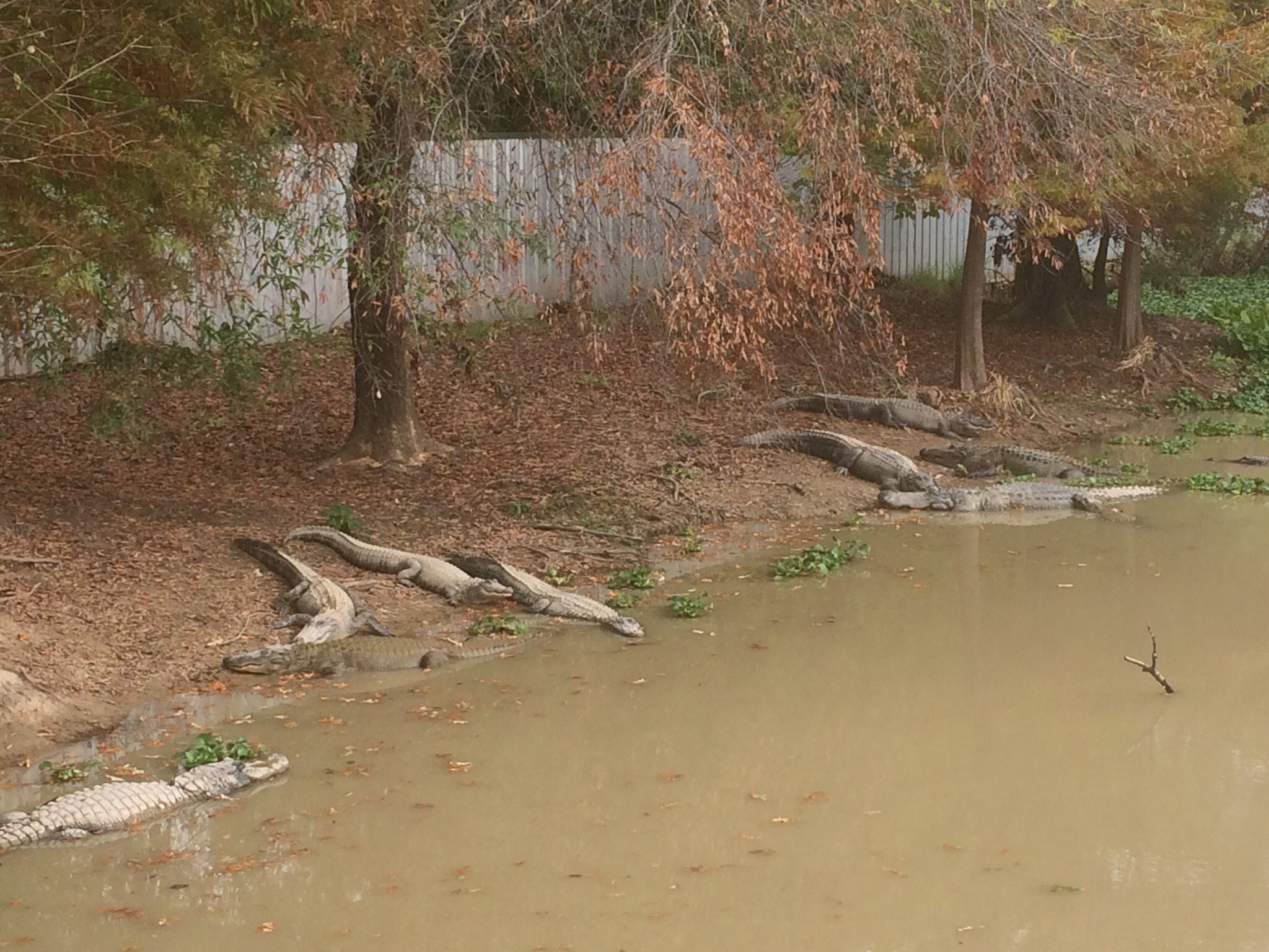 homes for rent in grand saline tx