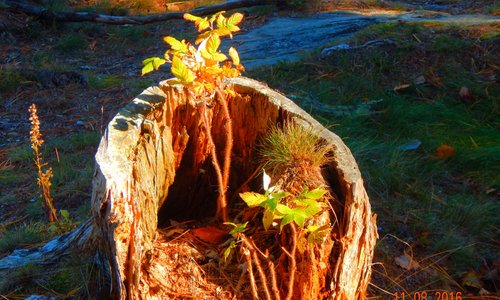 New Growth from a stump at Reid. :-)