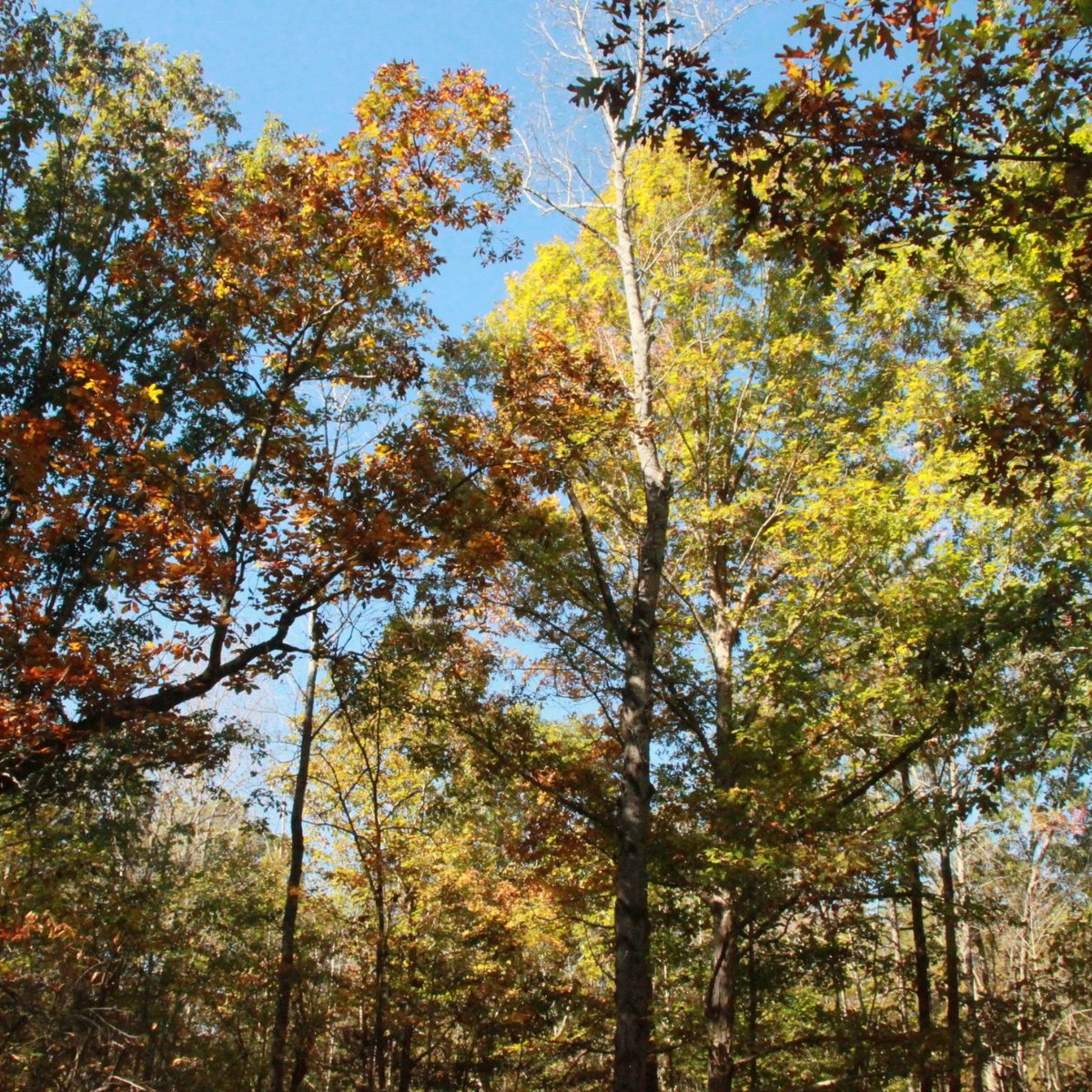 Uwharrie National Forest (Troy) - All You Need to Know BEFORE You Go