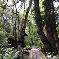 大カツラ