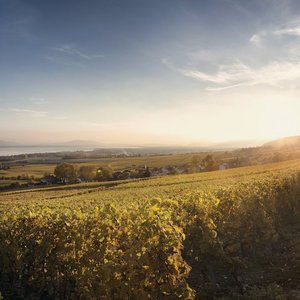 La vue imprenable sur le Lac Léman à l'ouest