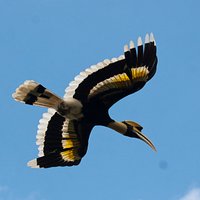 Great Hornbill in Flight, Mondulkiri