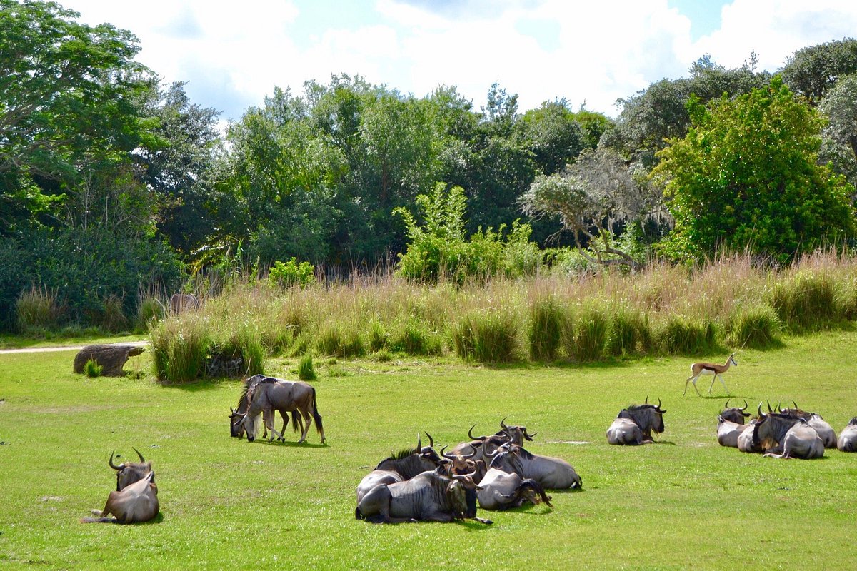 animal kingdom safari facts