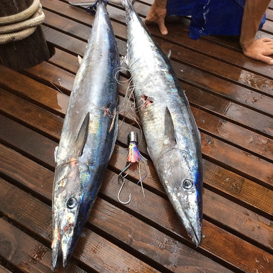 Samoa Tourism - Big Game Fishing in Samoa 🐟 Marlin, Tuna, Wahoo, and Giant  Trevally are just some of the fish you can catch around Upolu, Savai'i, and  other Samoan islands. Whether