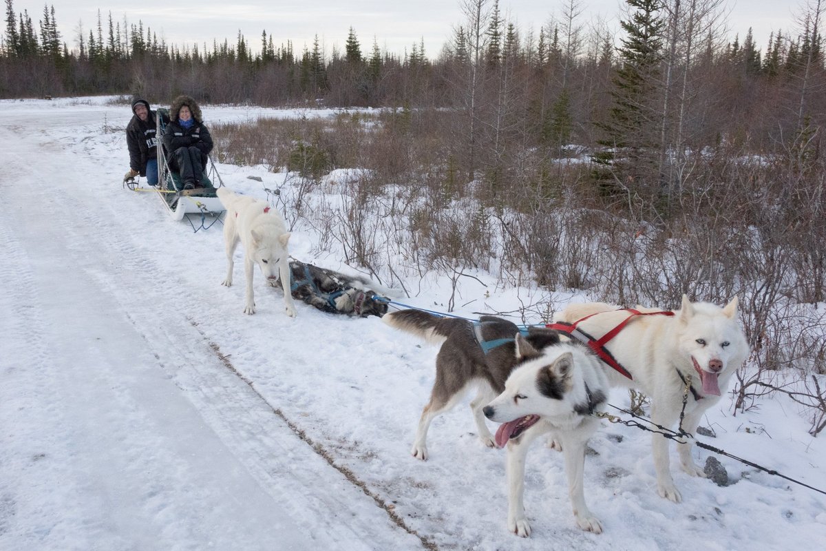 GREAT WHITE BEAR TUNDRA LODGE - Reviews, Photos