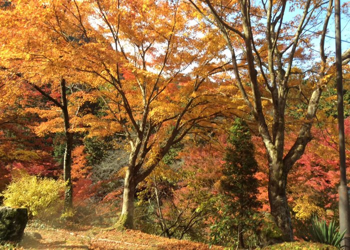 21 年日本西粟倉村的旅遊景點 旅遊指南 行程 Tripadvisor