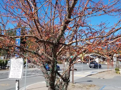 Detalhe do cardápio de sobremesas, preços de fevereiro de 2019 - Picture of  Christy Hill Restaurant, Tahoe City - Tripadvisor