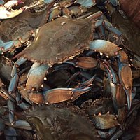 LARGE LOCAL BLUE CLAWS!!