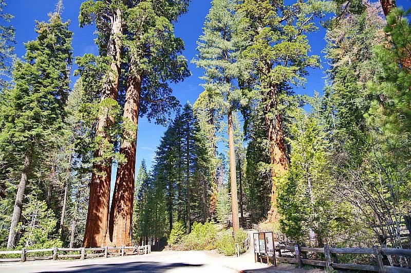 Grant Grove 红杉 国王峡谷国家公园 旅游景点点评 Tripadvisor