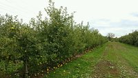 VALLEY ORCHARD: All You Need to Know BEFORE You Go (with Photos)