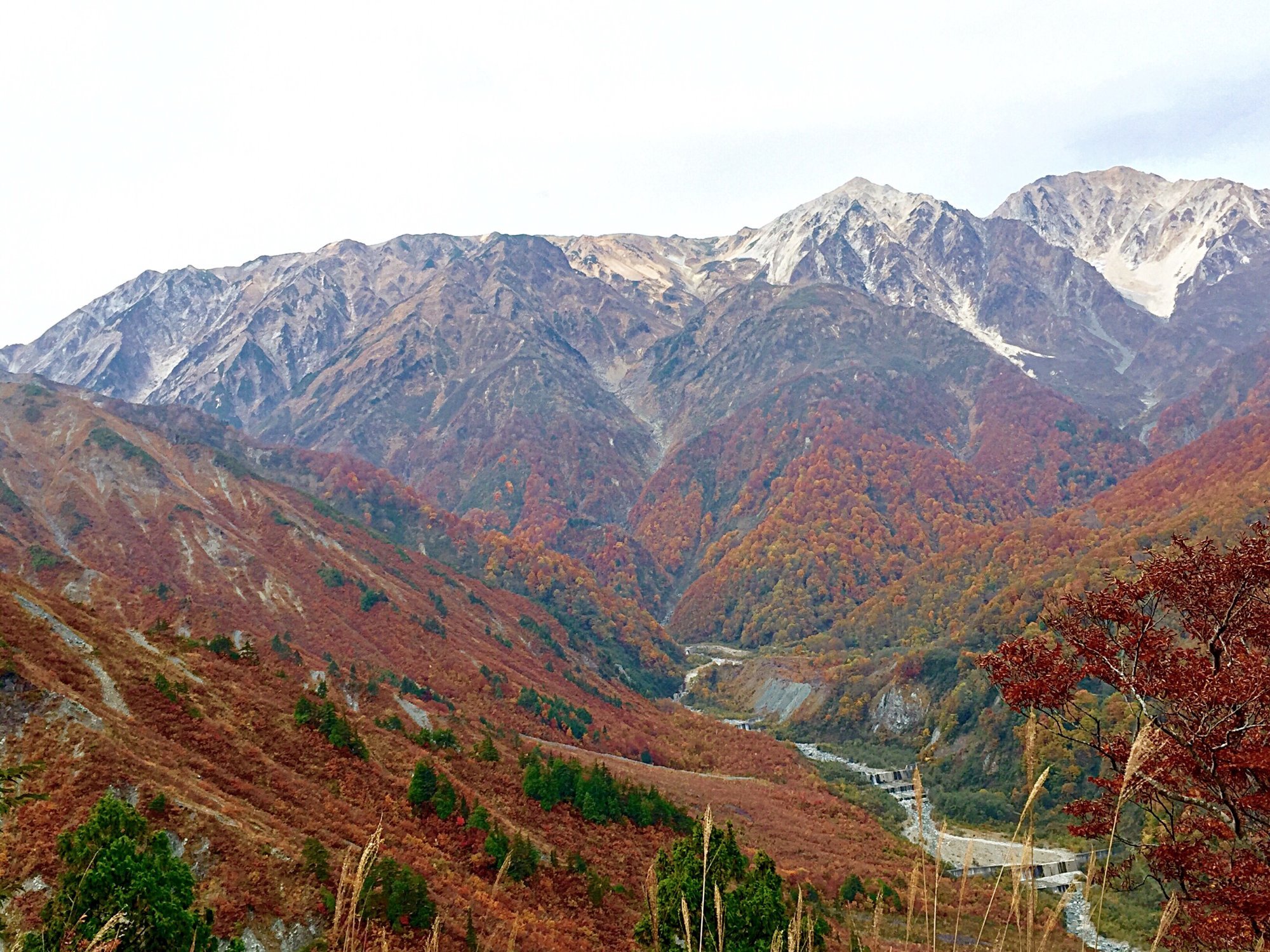 北尾根高原 安い ペット